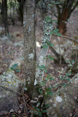 Rhoicissus tridentata