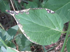 Ascochyta asclepiadearum