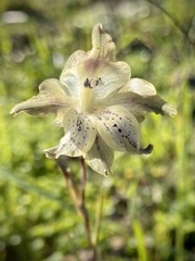 Gladiolus recurvus