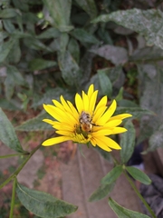 Bombus