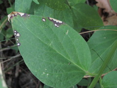Ascochyta asclepiadearum