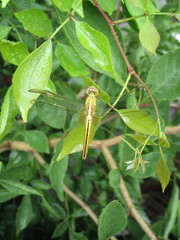 Crocothemis servilia