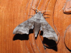 Polyptychus trilineatus