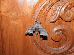 Polyptychus trilineatus