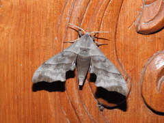 Polyptychus trilineatus