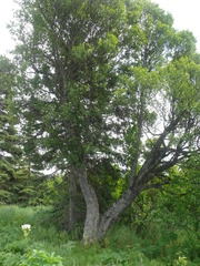 Betula papyrifera kenaica