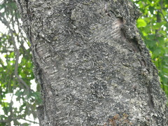 Betula papyrifera kenaica