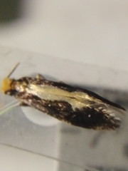 Monopis obviella