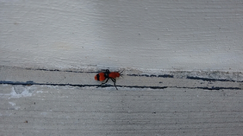 Red velvet ant