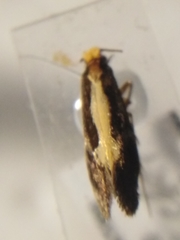 Monopis obviella