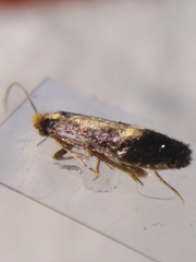 Monopis obviella