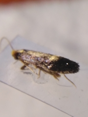 Monopis obviella
