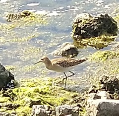 Calidris pugnax