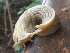 Urocyclidae