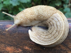 Urocyclidae