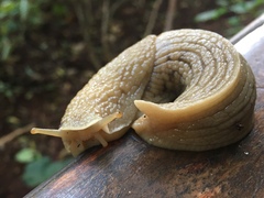 Urocyclidae