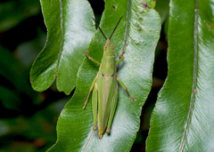 Tagasta marginella