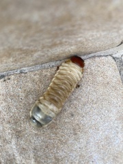 Oryctes nasicornis