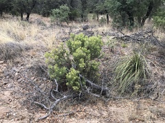 Arctostaphylos pungens