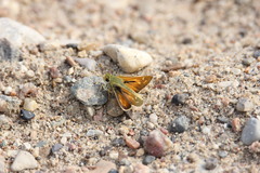 Hesperia assiniboia