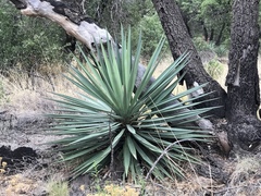 Yucca madrensis