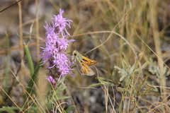 Hesperia assiniboia