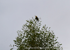 Chrysomus icterocephalus bogotensis