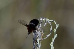 Bombylius ambustus