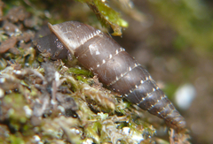 Leucostigma candidescens