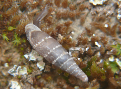 Leucostigma candidescens