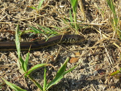 Ophisaurus ventralis image