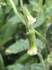 Erechtites hieraciifolius image