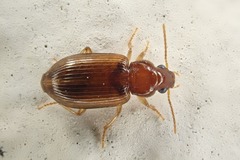 Bradycellus verbasci