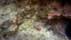 Tripterygion melanurus