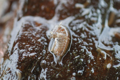 Gammaridae