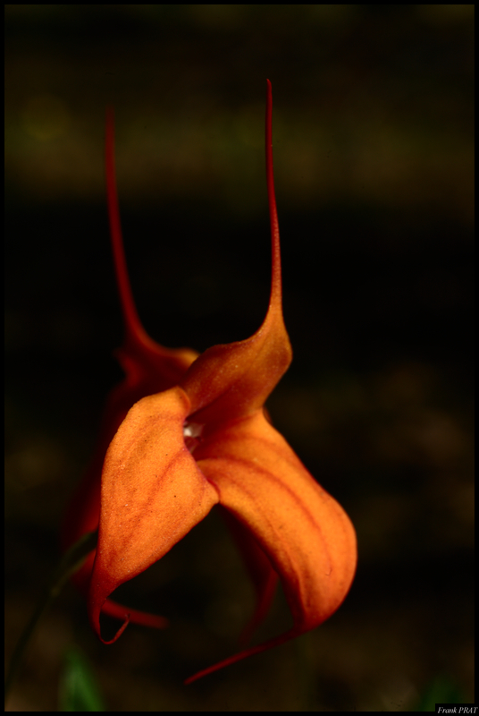 Masdevallia