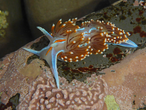 Opalescent Nudibranch
