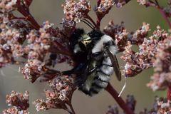 Bombus armeniacus