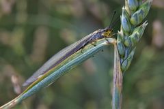 Deutoleon lineatus