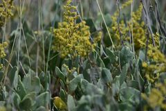 Atriplex verrucifera
