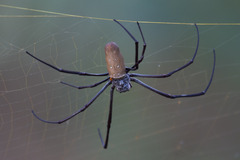 Nephila vitiana