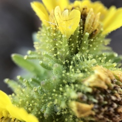 Holocarpha macradenia