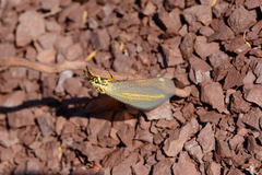 Myrmecaelurus trigrammus