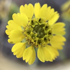 Holocarpha macradenia