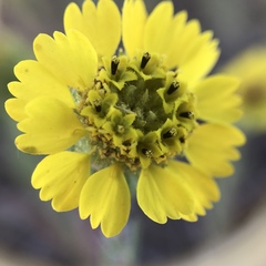 Holocarpha macradenia