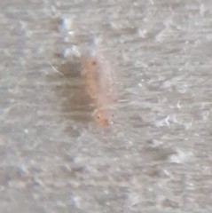 Psocomorpha