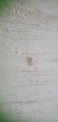 Psocomorpha
