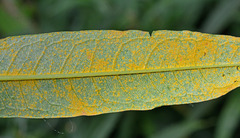 Pucciniastrum epilobii