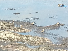 Charadrius hiaticula