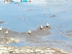 Charadrius hiaticula